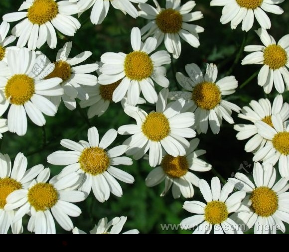 白菊花从图片