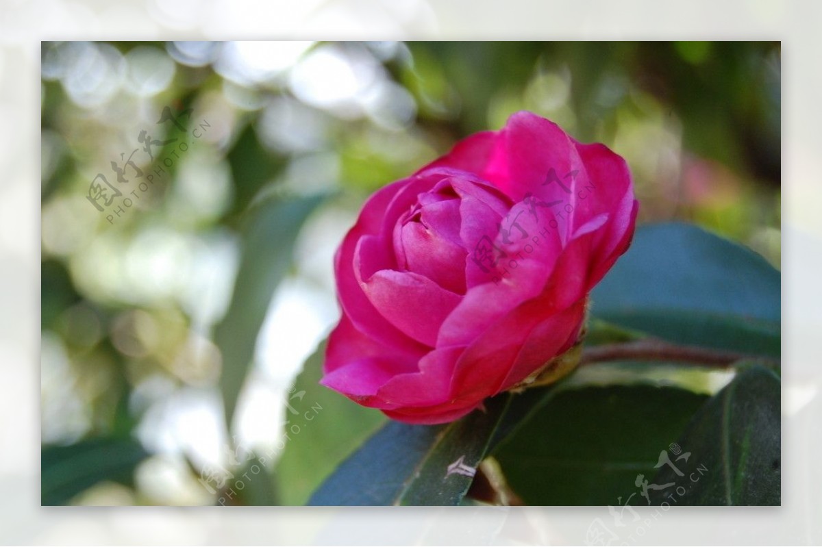 茶花图片