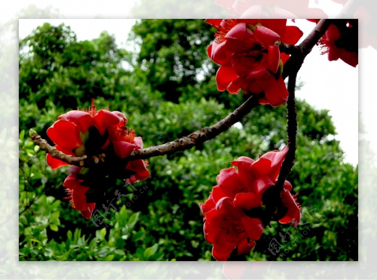 棉花红梅花英雄花图片