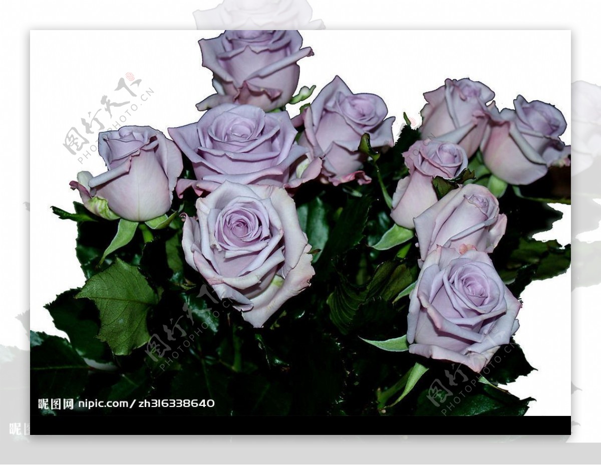 壁纸 : 3840x2567 px, 花, 生活, 爱, 紫色, 玫瑰 3840x2567 - goodfon - 1745907 - 电脑 ...