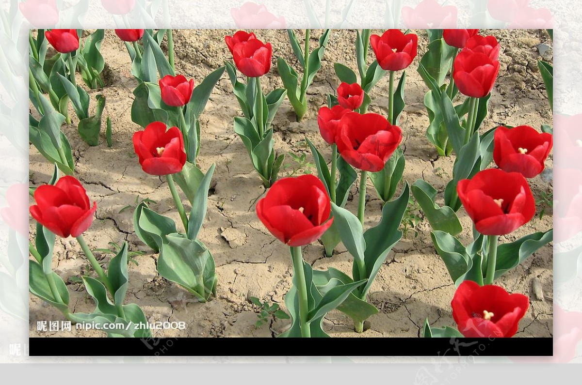 干旱的红花图片