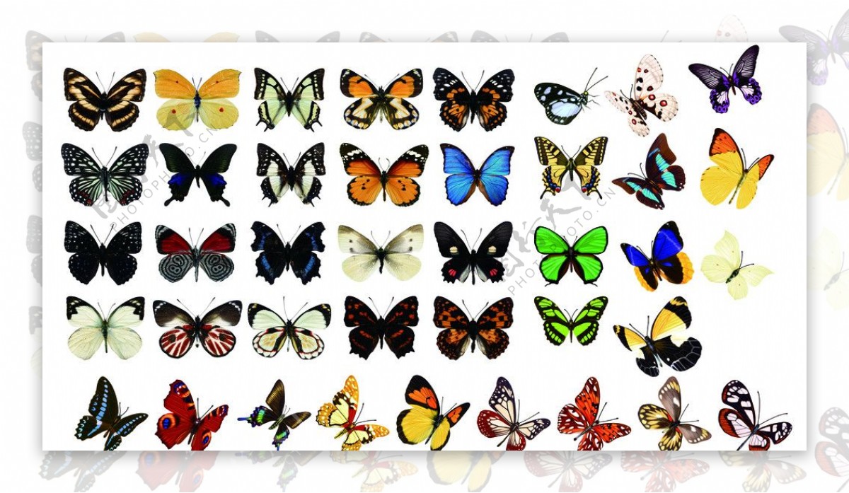 蝴蝶集合图片
