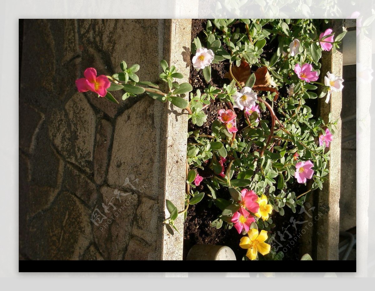 花坛中的一丛小花图片
