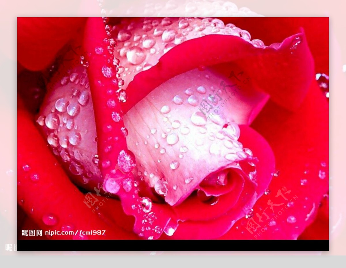 露珠玫瑰花图片