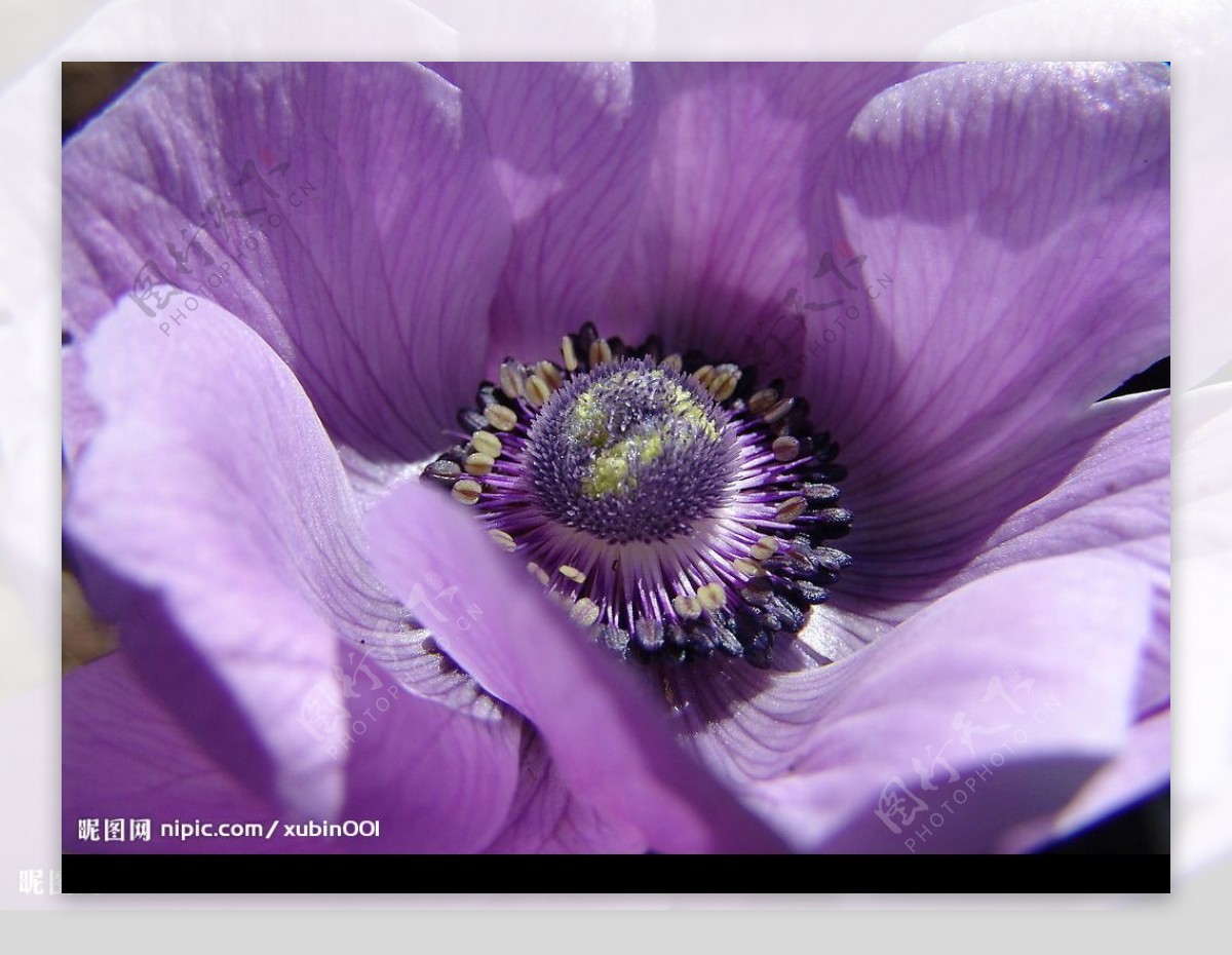 高分辨率紫色花图片