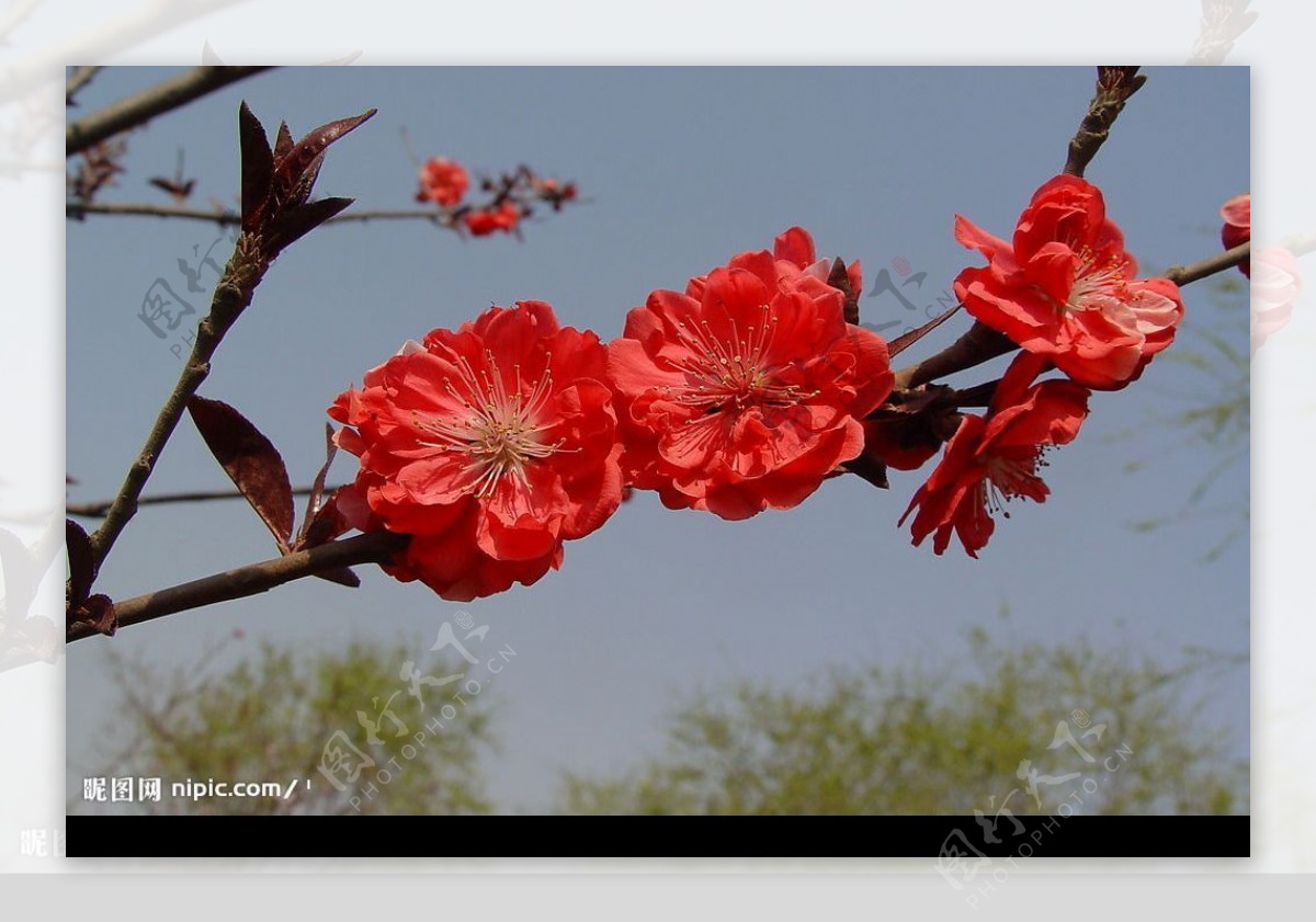 春艳桃花图片