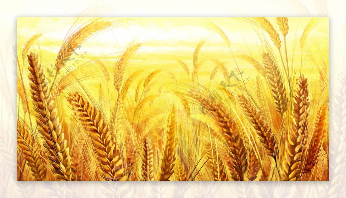金黄色小麦风光图片
