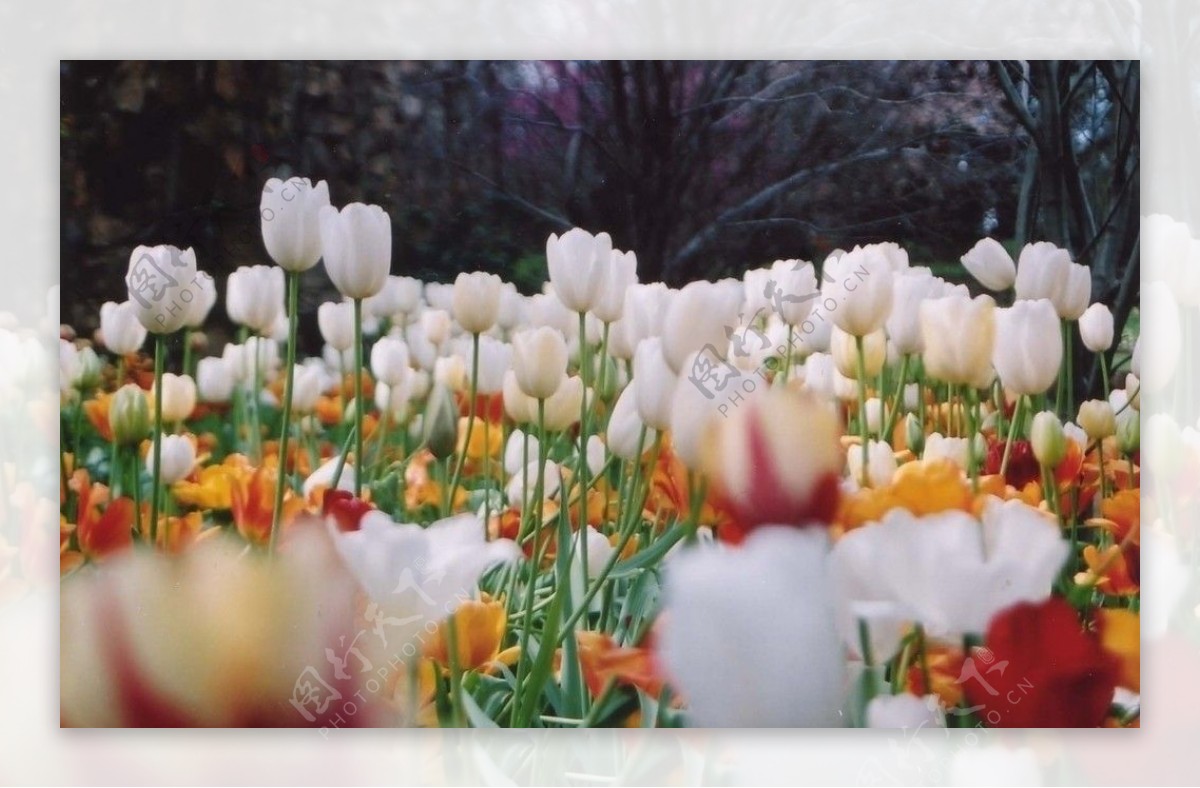 白色郁金香花海图片