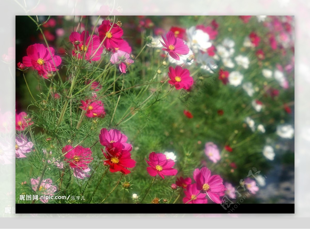 百花美景娇艳花朵花海图片