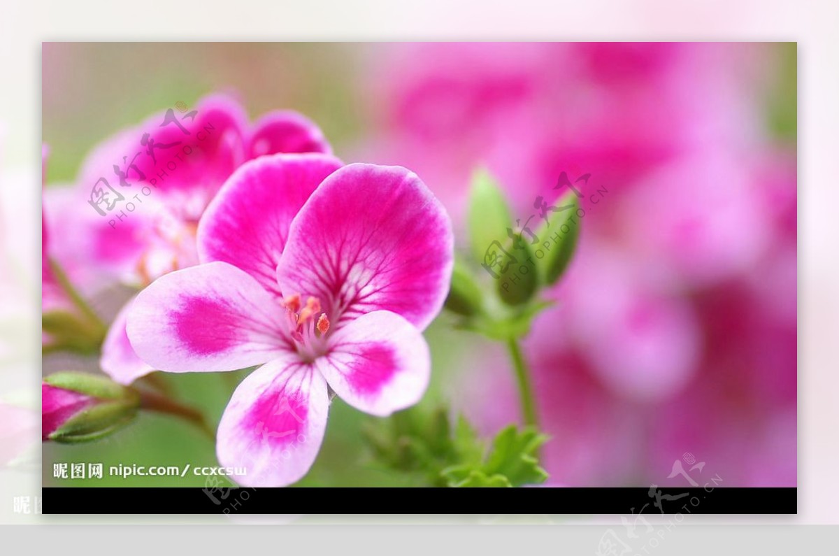 数码花卉图片