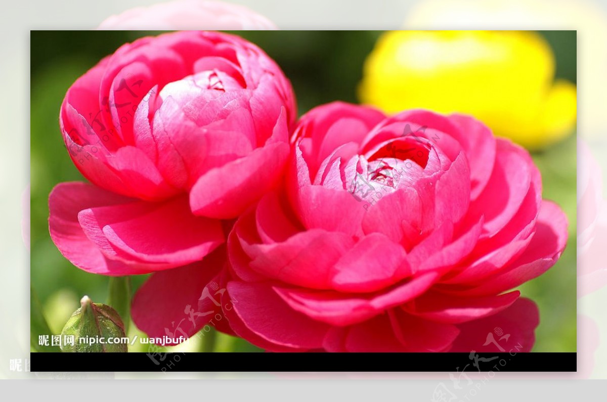 数码相机拍摄的花卉壁纸图片