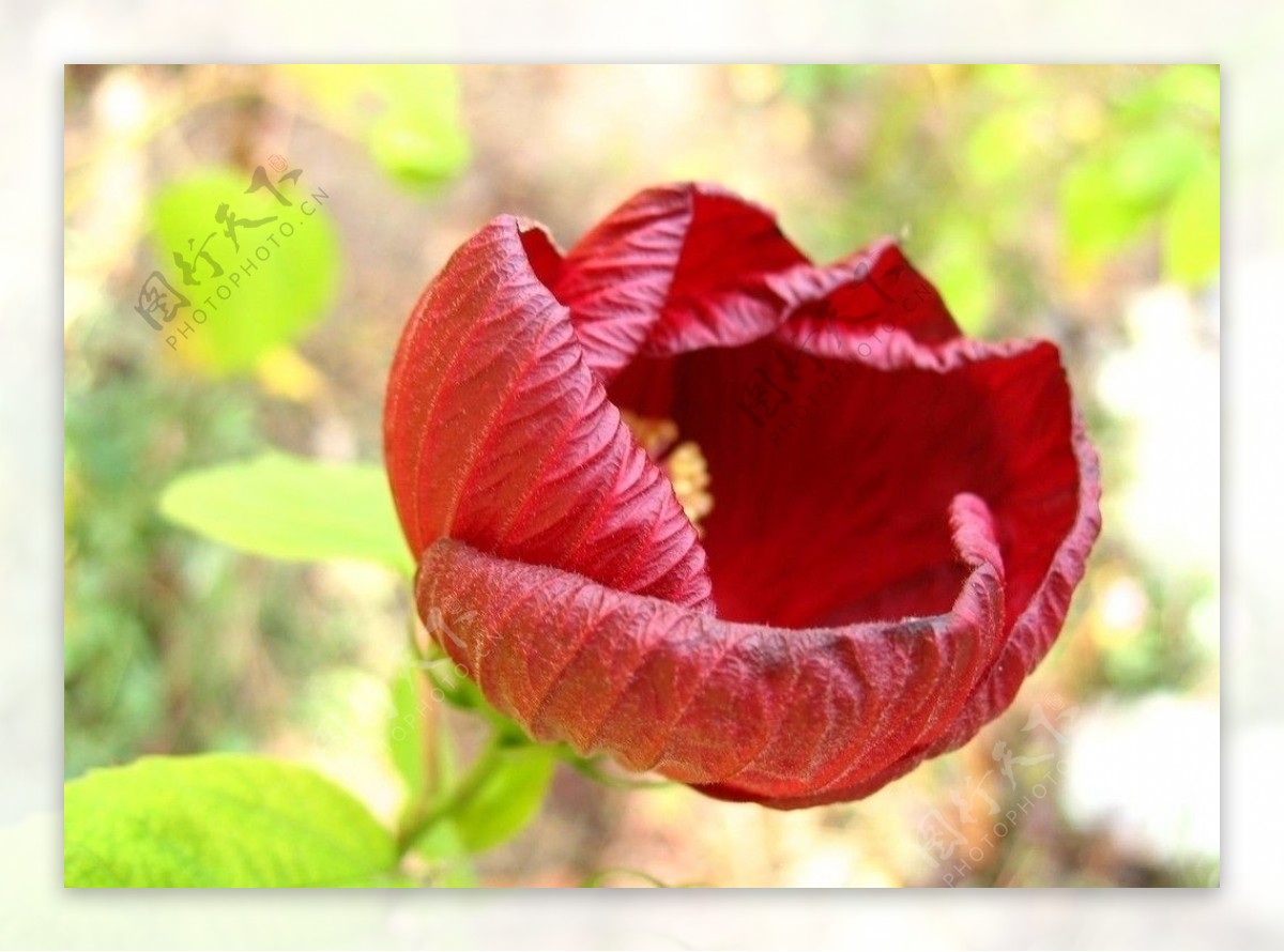 香山红花图片