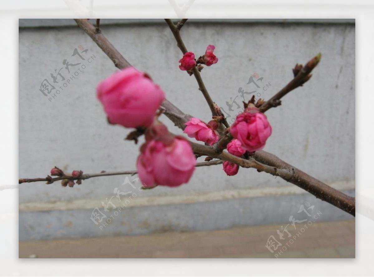 春暖花开含苞待放图片