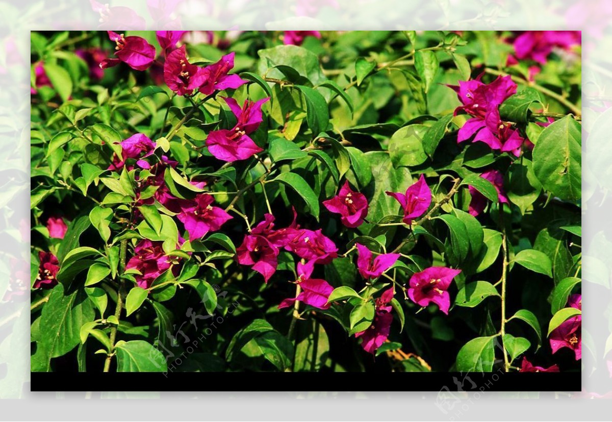 紫花图片