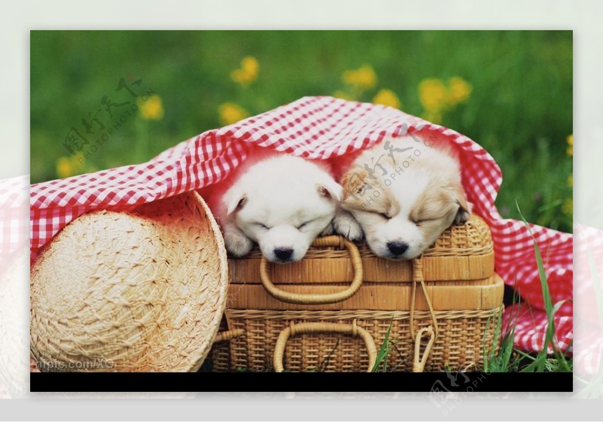 两只狗狗睡觉图片