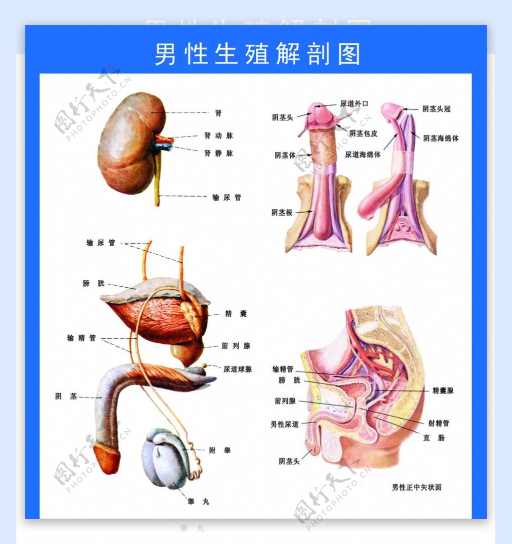 男性生殖解剖图图片