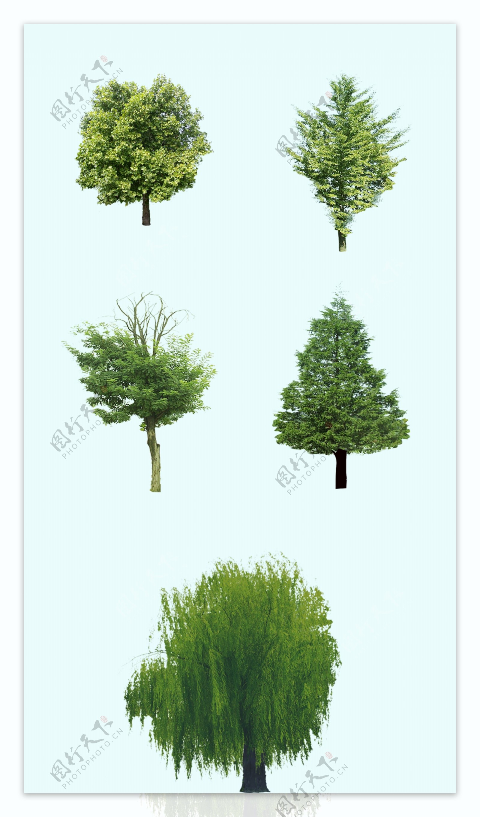 园林装饰树木图片