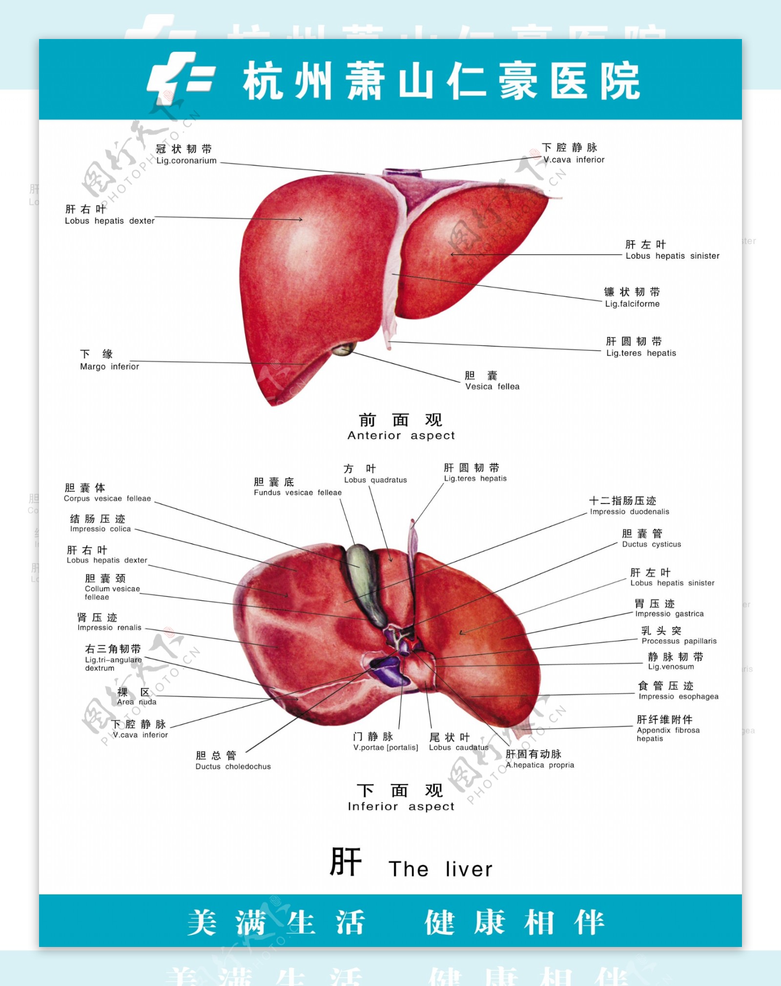 肝脏是如何工作的？6个关于肝脏的小知识，你可能不知道_身体