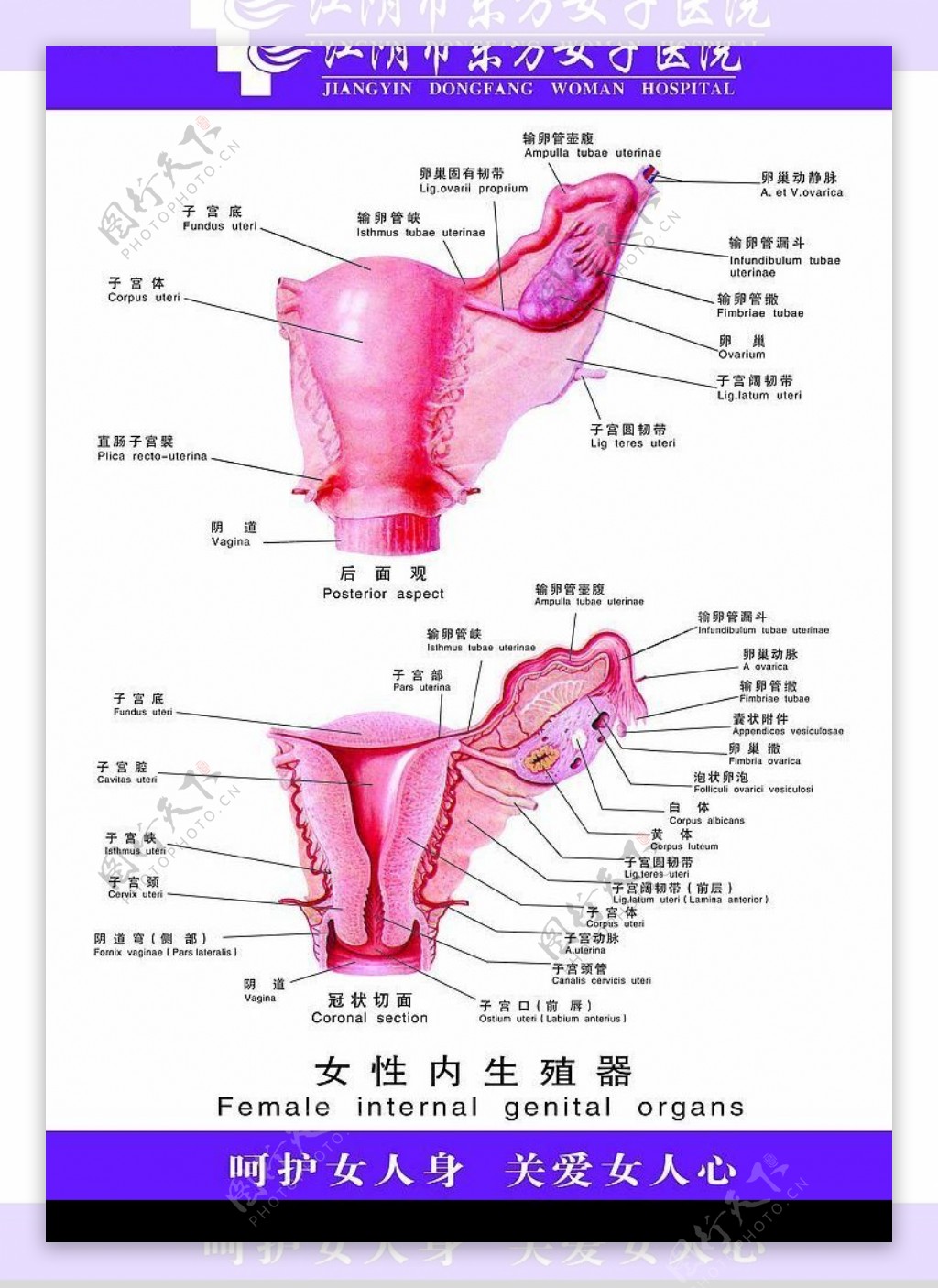 女性内生殖器图片