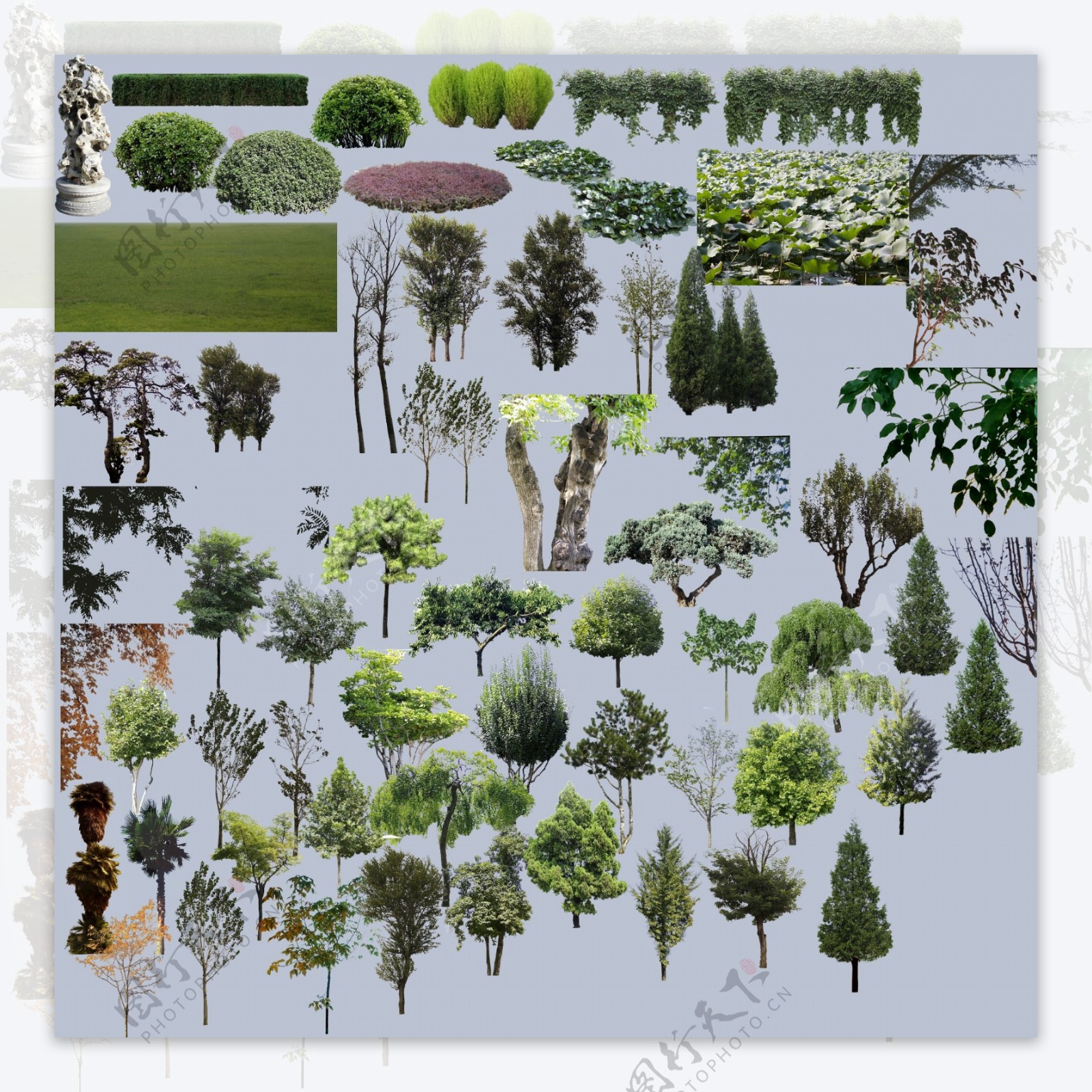 室外植物图片
