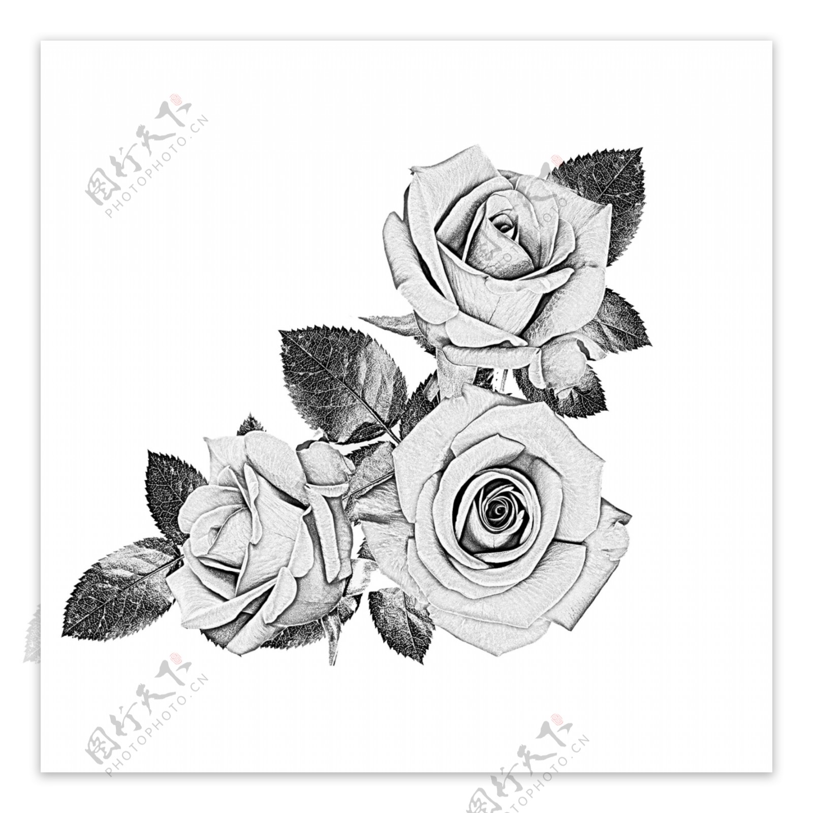 素描玫瑰花设计元素素材免费下载(图片编号:992479)-六图网