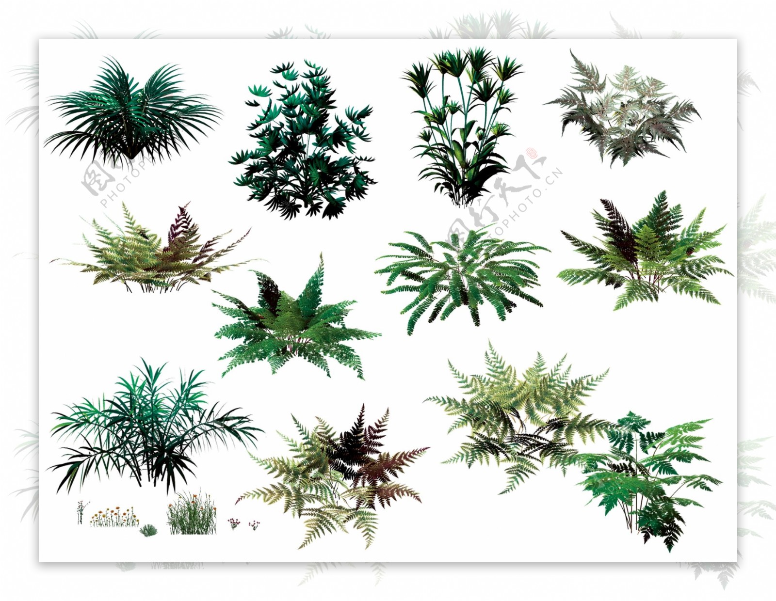 纪蕨类植物图片