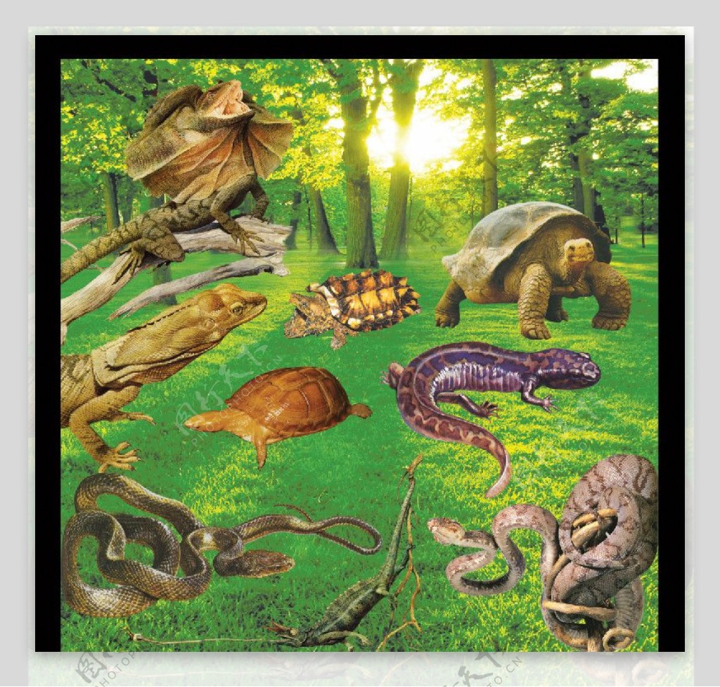 各种动物蛇乌龟恐龙图片