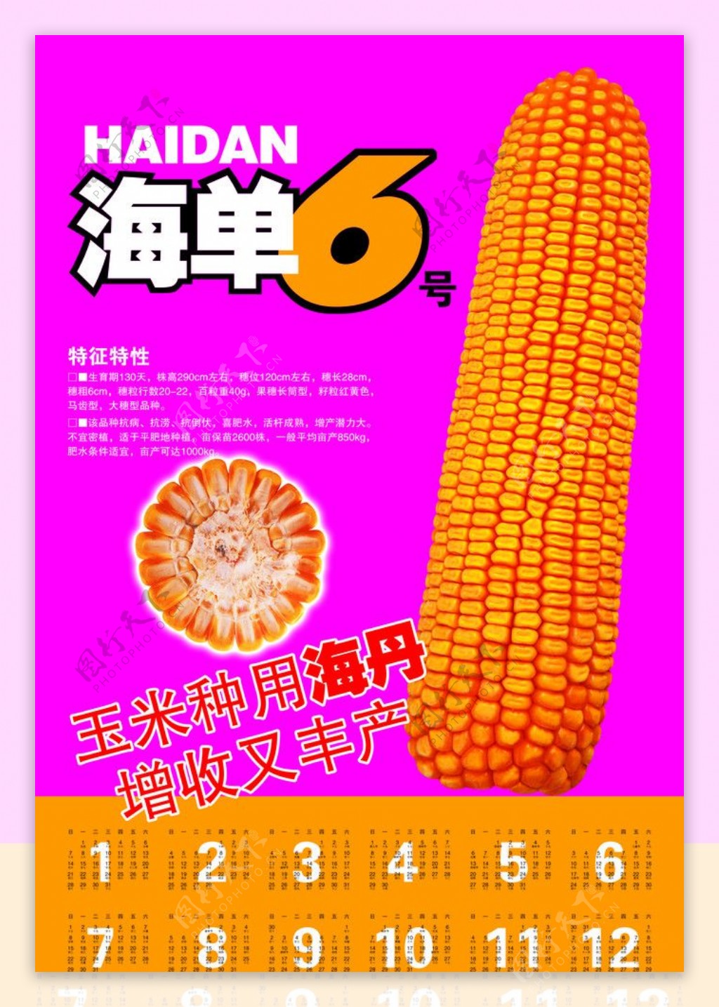 玉米宣传挂历图片