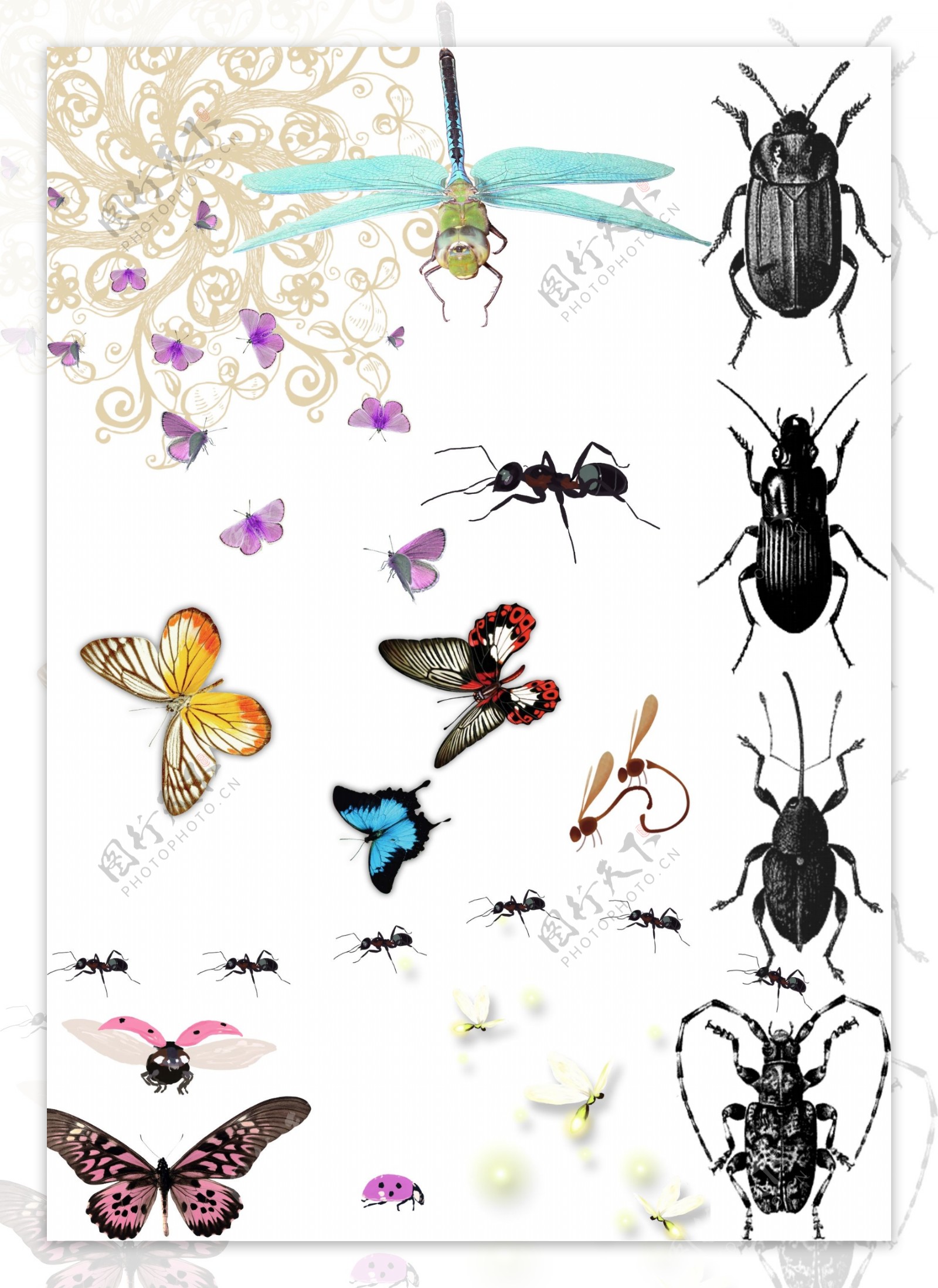 昆虫集图片