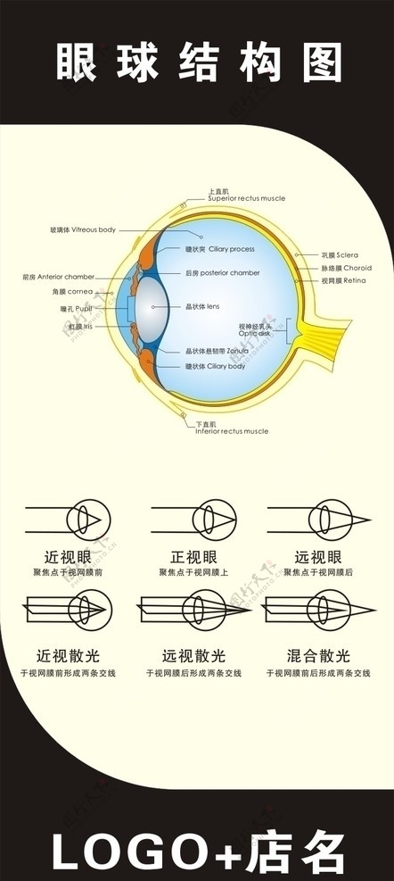 眼球结构图图片