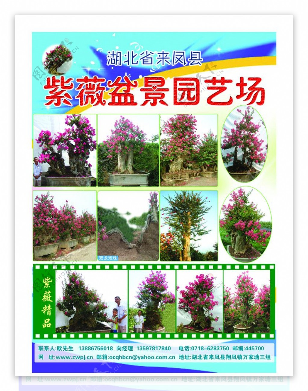 紫薇盆景图片