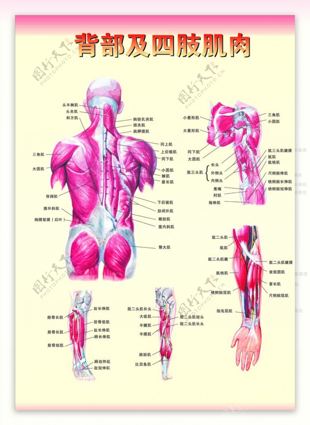 一、四肢血管的解剖概要-医学教育-医学