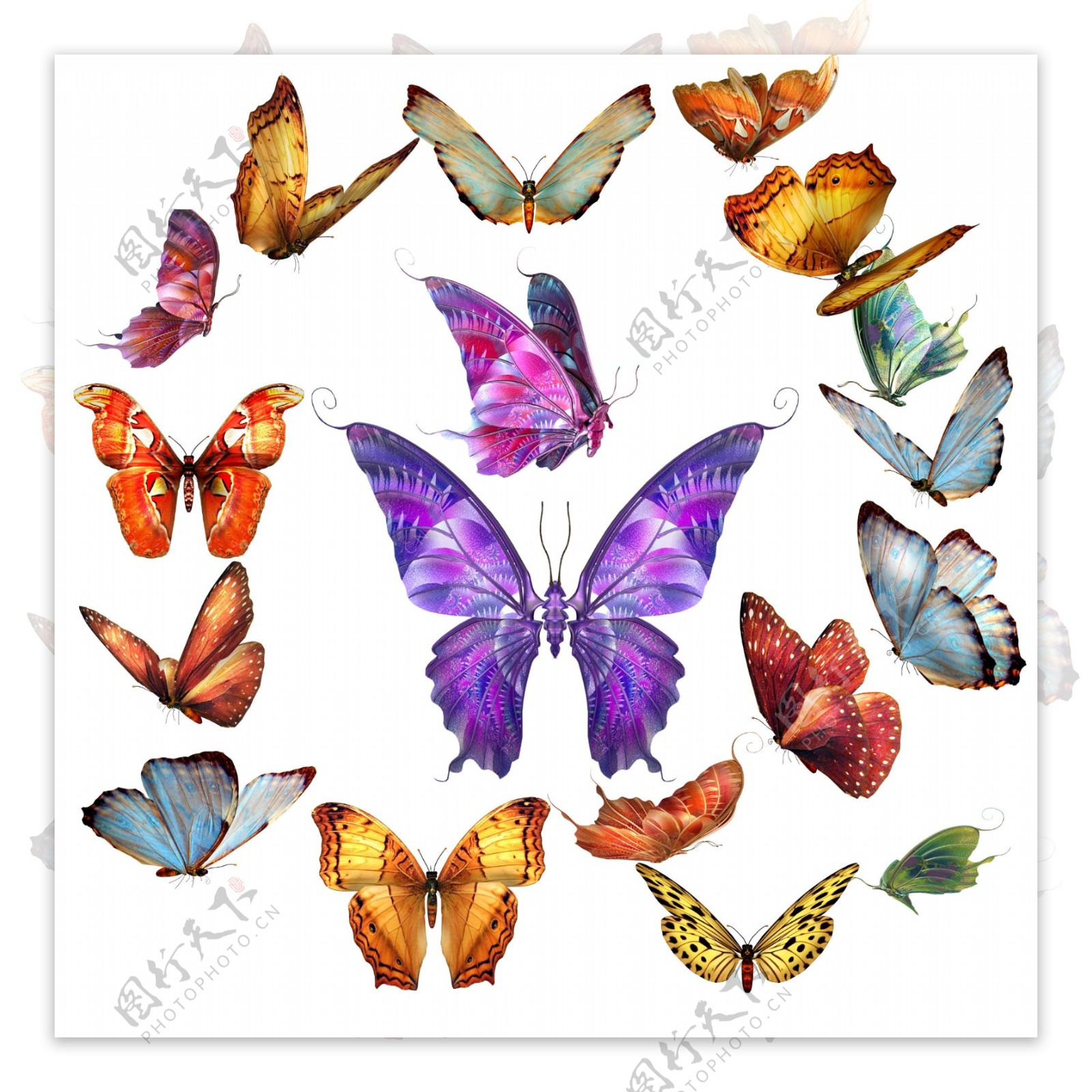 蝴蝶高清分层素材图片