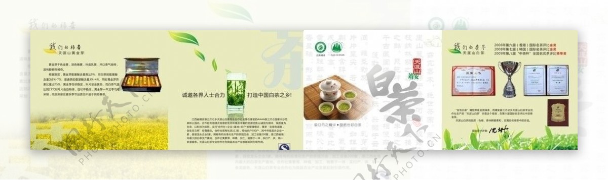 茶白茶静安白茶茶叶折页图片