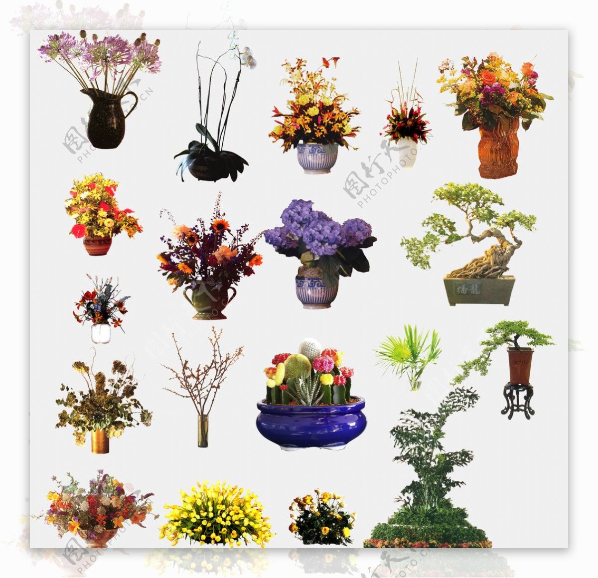 室内植物盆栽图片