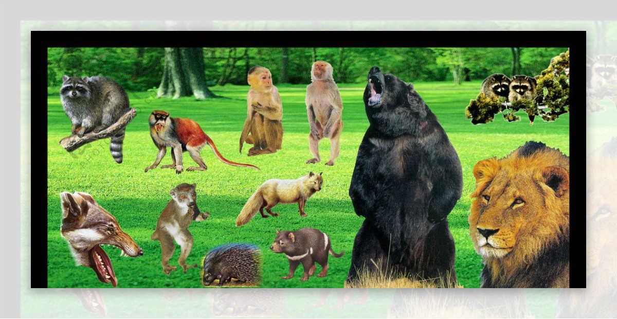 各种动物猩猩狮子猴野猪袋鼠图片