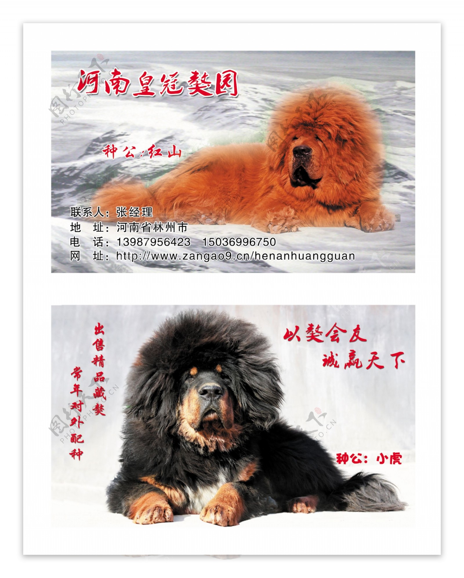 藏獒园名片图片