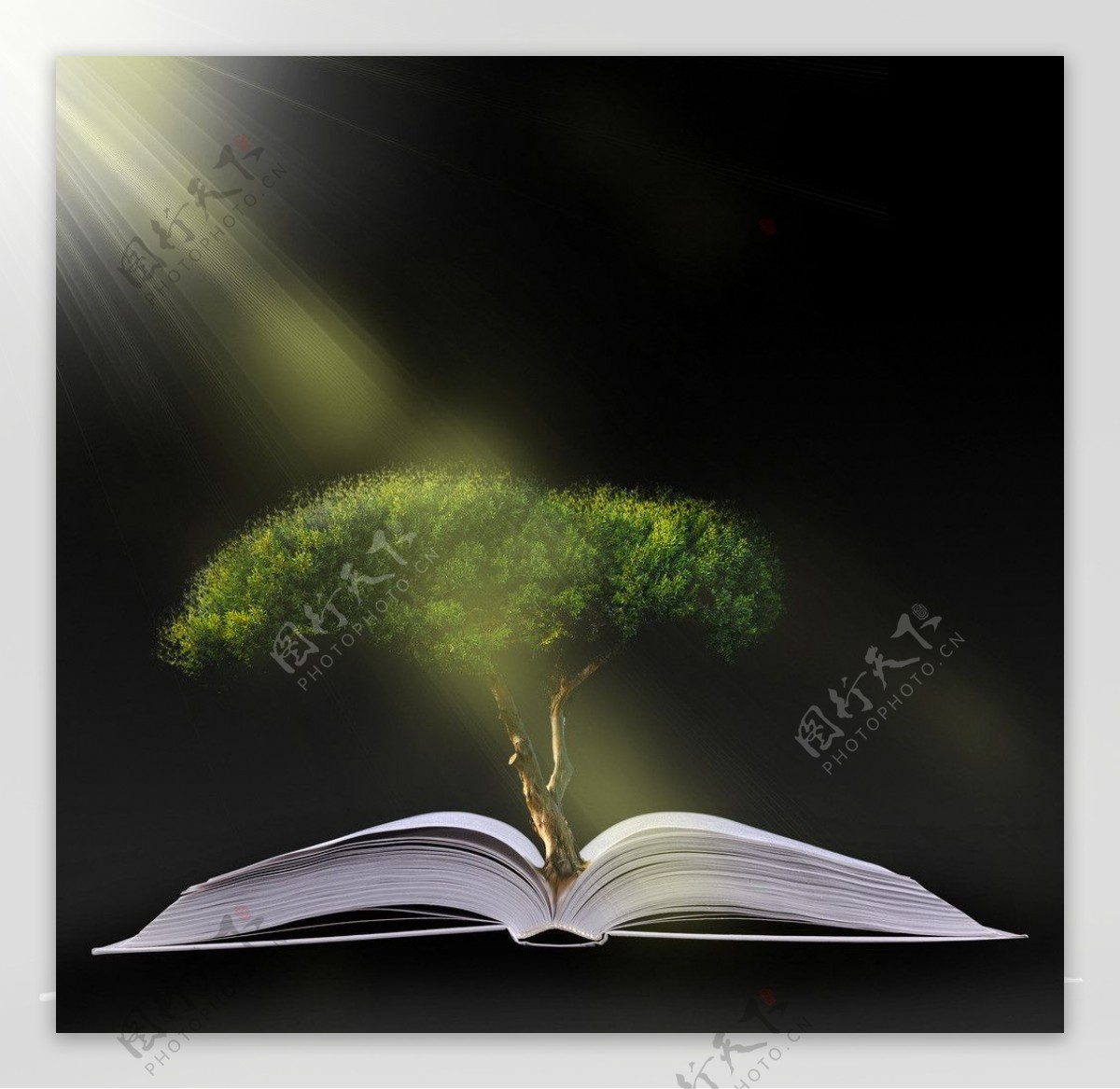 书本绿树创意图片