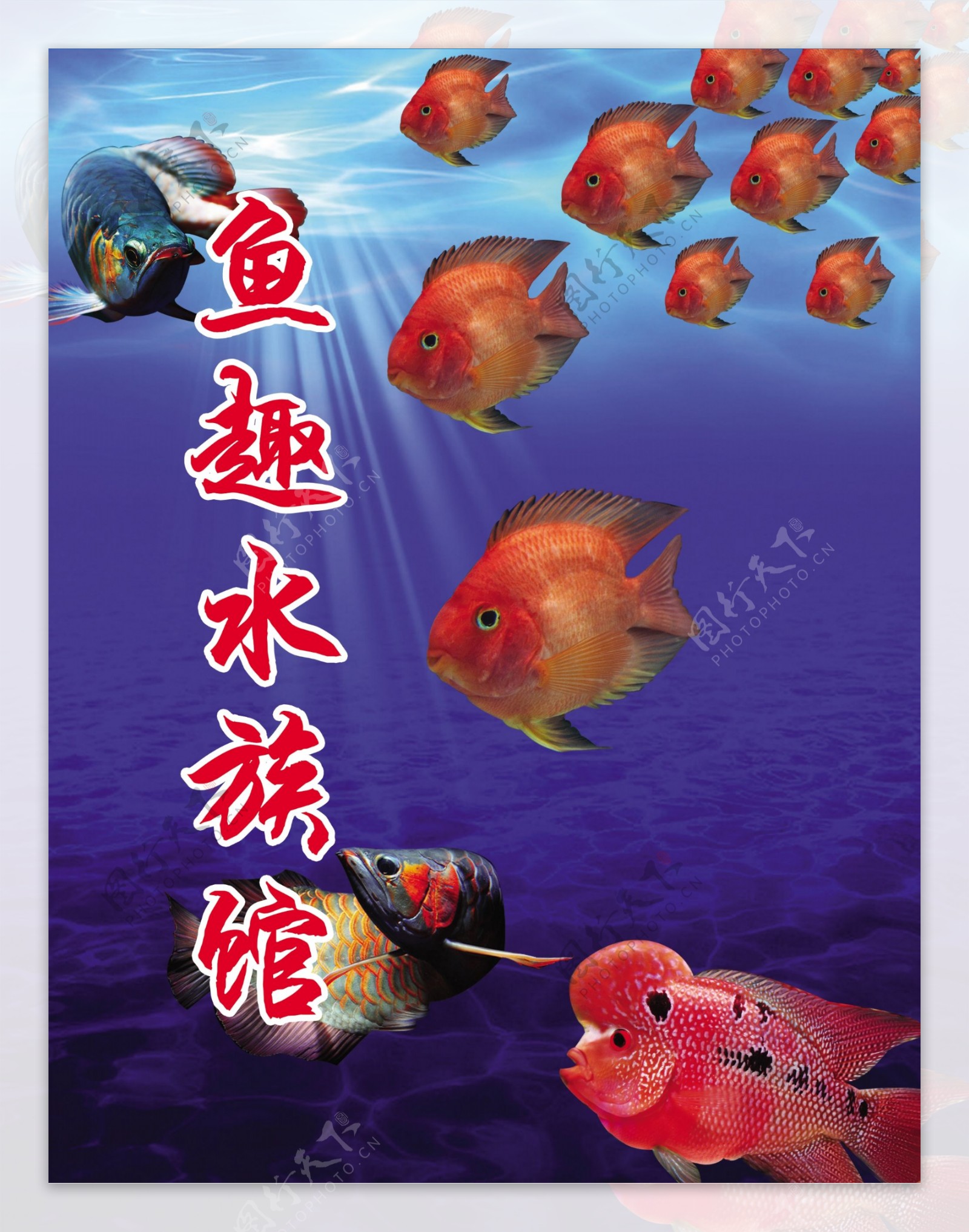 鱼趣水族馆海报图片