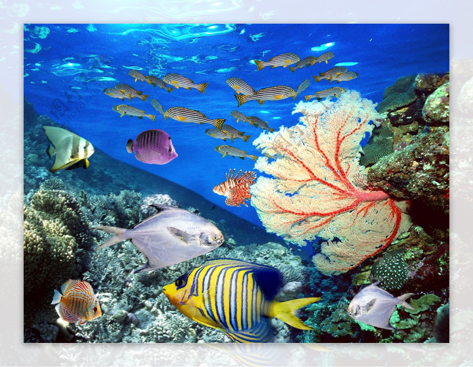 精细PSD分层图鱼海底世界图片