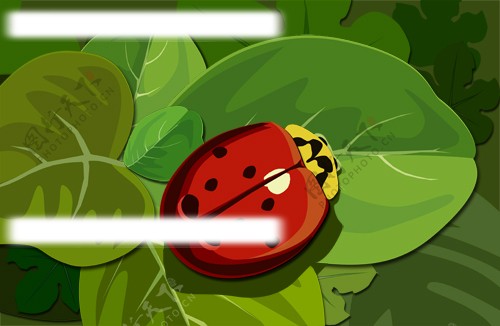 绿叶上的小甲虫图片