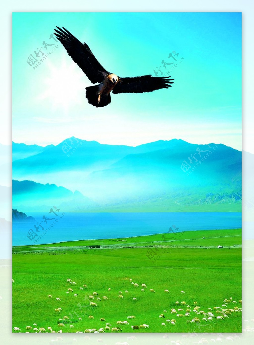 翱翔在草原的鹰图片