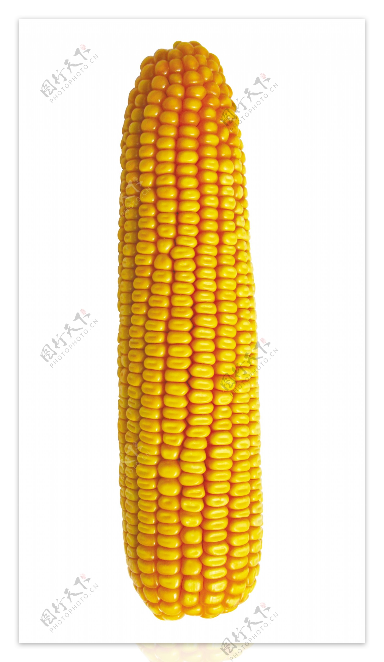 偃单8号玉米棒图片