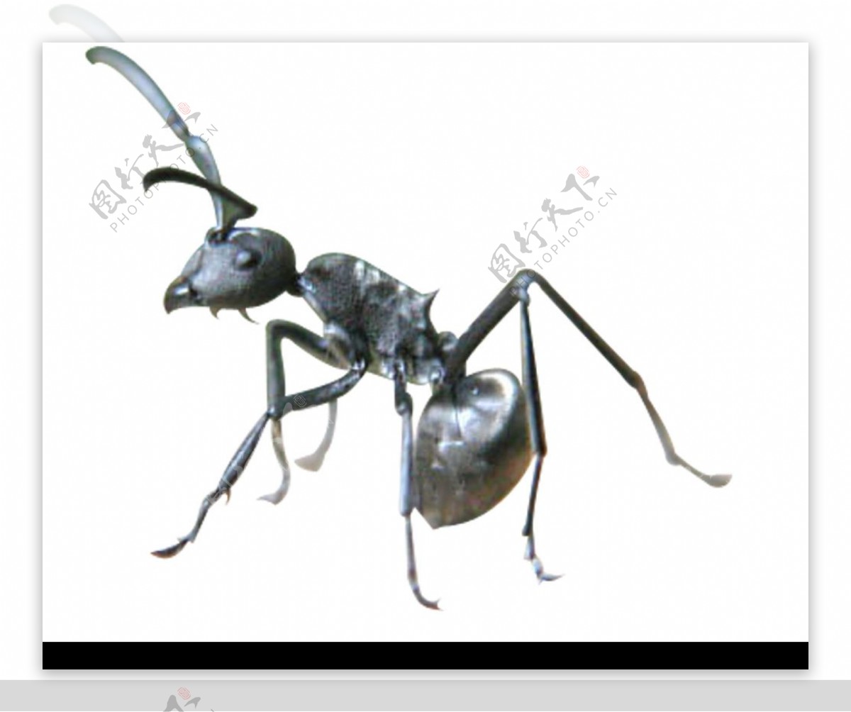 大蚂蚁2图片