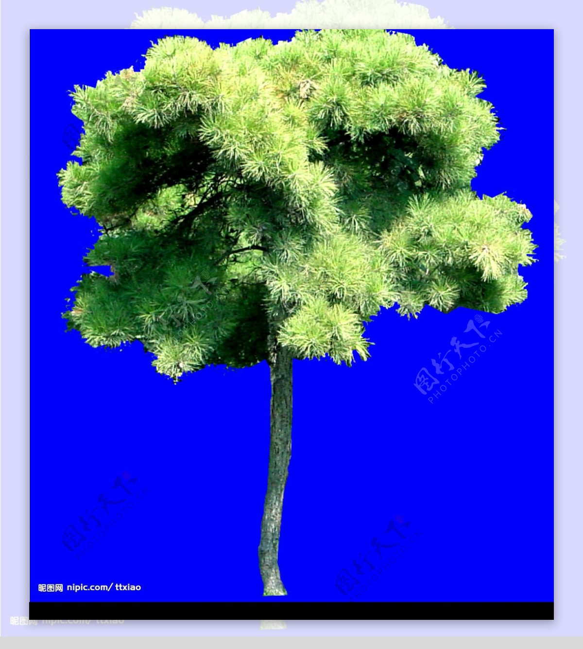 树木类分层抠图PSD格式图片