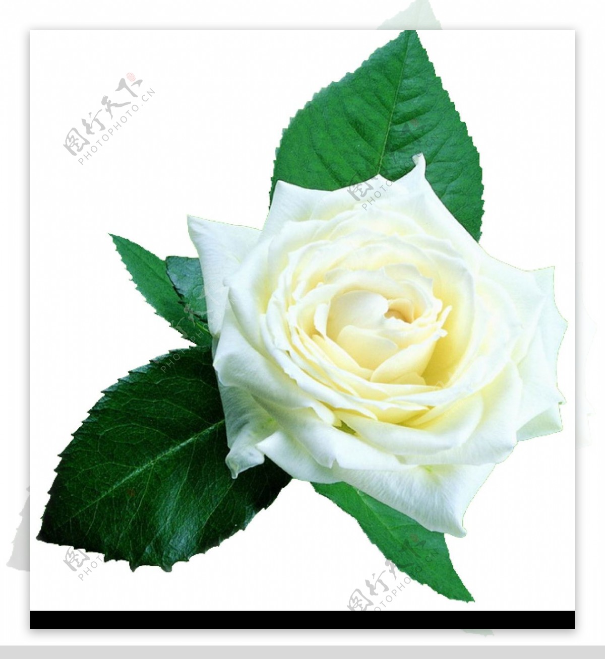 情人节用白玫瑰素材图片
