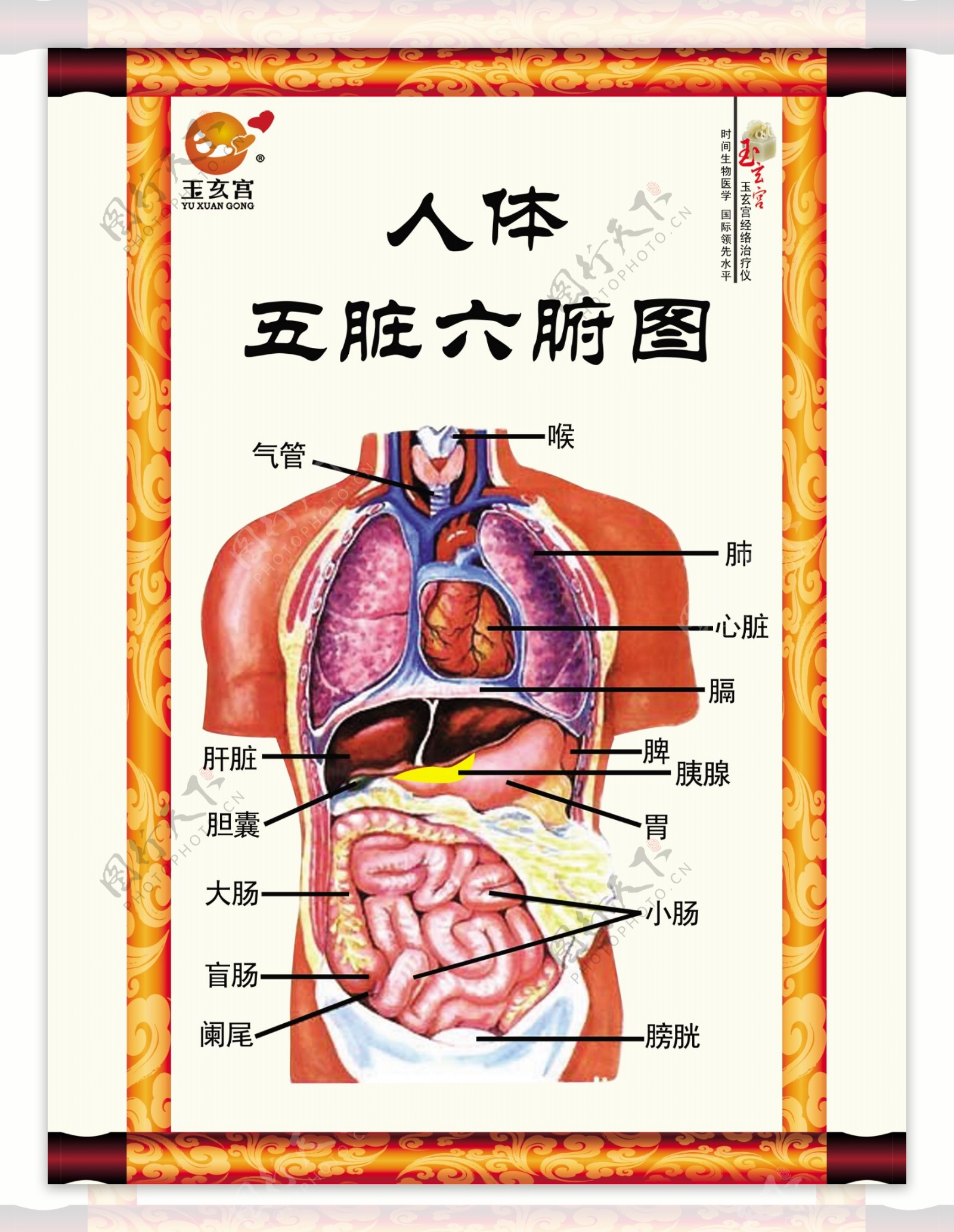 五脏六腑图片 人体解剖图女五脏位置_人的器官效果图