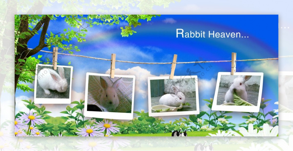 白兔相册图片
