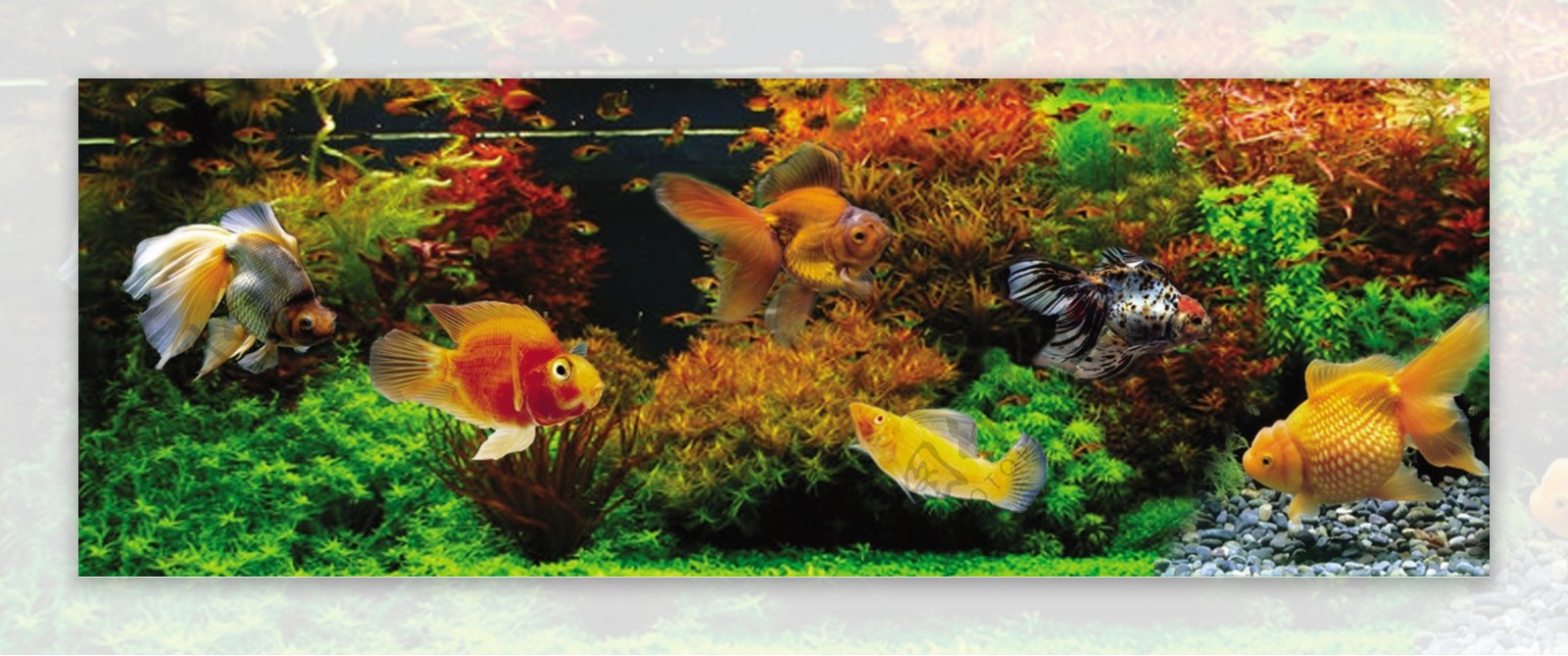 水族馆金鱼观赏鱼水底海报图片