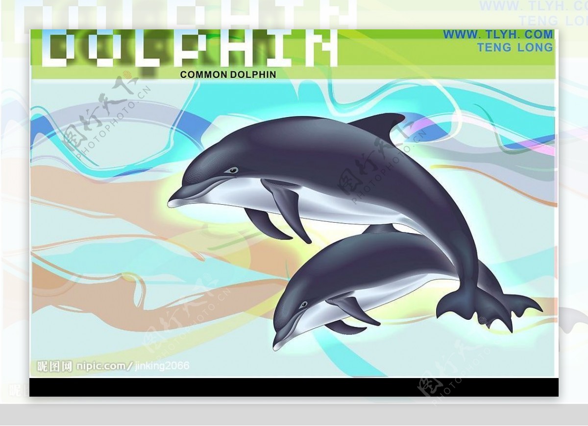 海豚海洋馆宣传卡图片